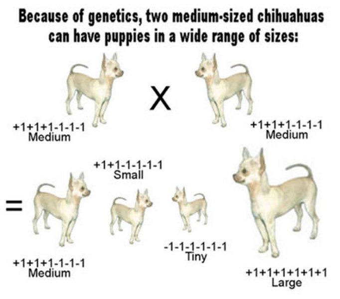 Chihuahua Growth Chart Calculator