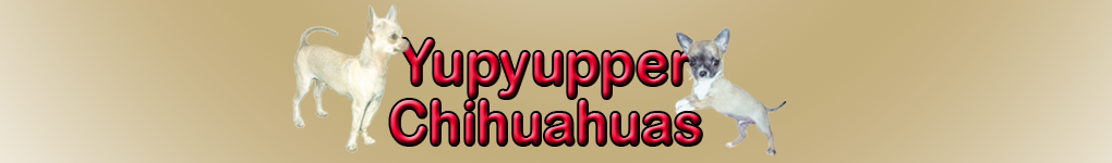 Yupyupper Chihuahuas